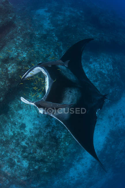 Giant manta being cleaned of parasites — Stock Photo