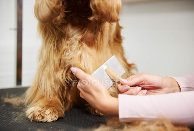 Female groomer brushing cocker spaniel — Stock Photo