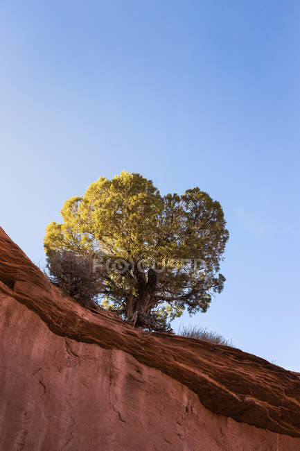 Formação rochosa com árvore única — Fotografia de Stock