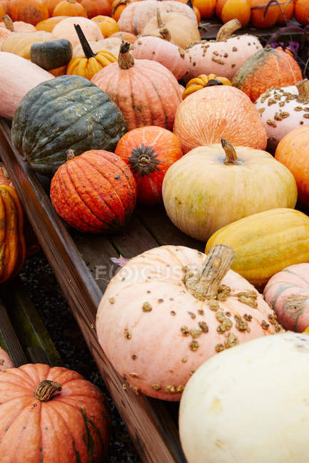 Autumn coloured pumpkins — Stock Photo