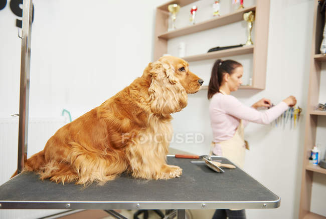 Cocker spaniel sitting on table — Stock Photo