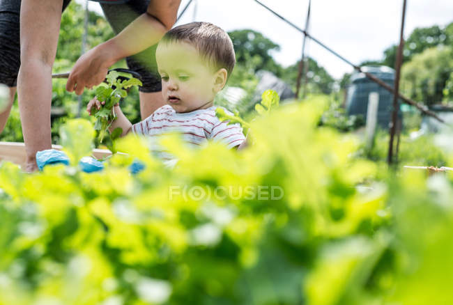 Mother and baby at allotment — Stock Photo