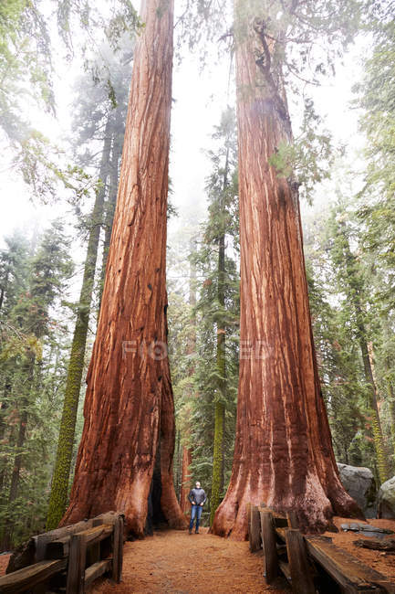 Woman looking up at sequoia trees — Stock Photo