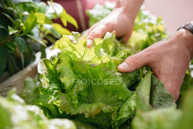Mann pflückt Salat aus Holztrog — Stockfoto