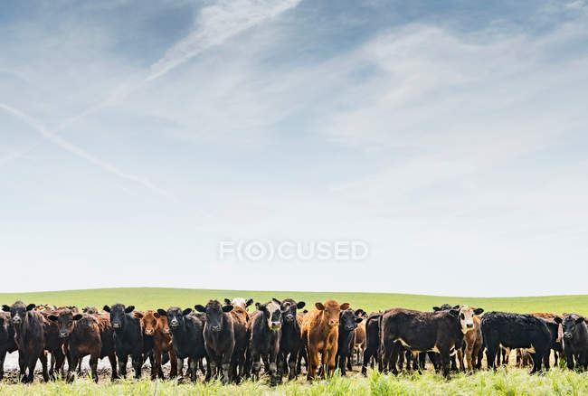 Fila de vacas en el paisaje de campo - foto de stock