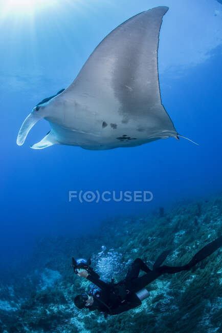 Scuba subacqueo fotografare manta gigante, Cancun, Messico — Foto stock
