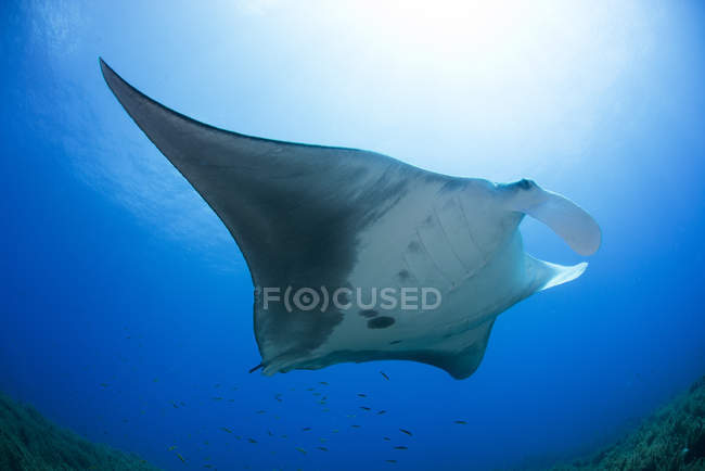 Manta gigante nadando en agua caribeña - foto de stock