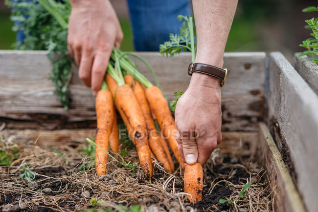 Homme récolte des carottes — Photo de stock