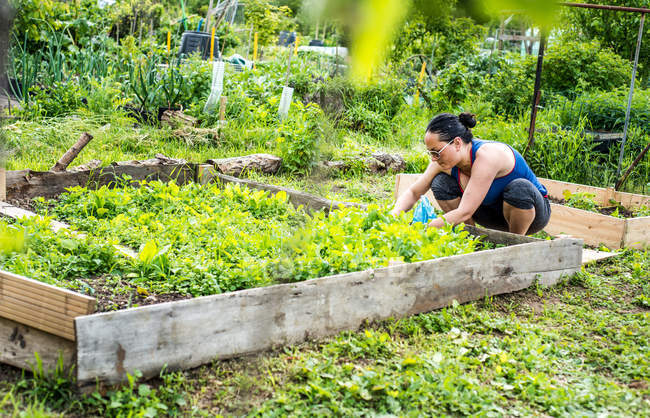 Young woman at allotment — Stock Photo