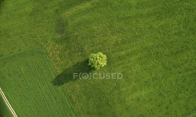 Chêne unique dans le champ — Photo de stock
