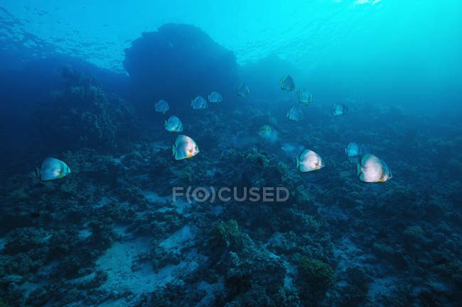 Galleggiante batfish shoal — Foto stock