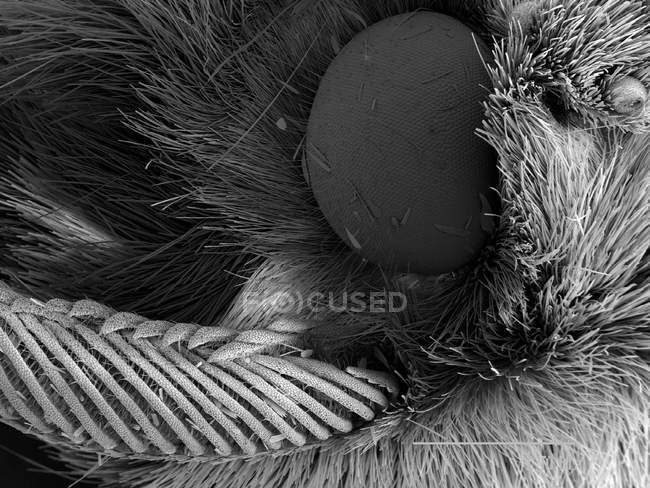 Moth head with scaled rule — Stock Photo