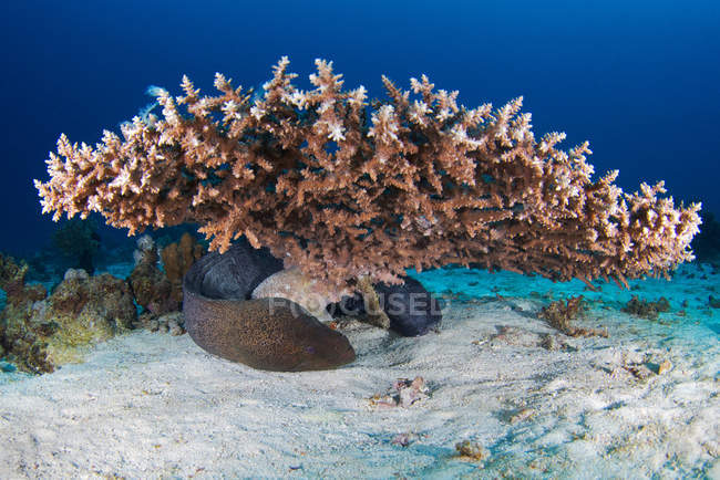 Giant moray hiding in plant — Stock Photo