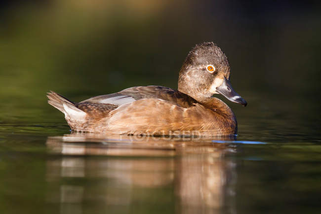 Ring-necked duck swimming in water — Stock Photo