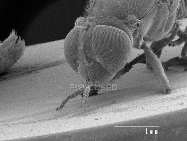 Testa di mosca con regola in scala — Foto stock