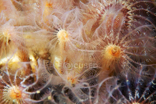 Pseudopotamilla reniformis vermes do mar — Fotografia de Stock