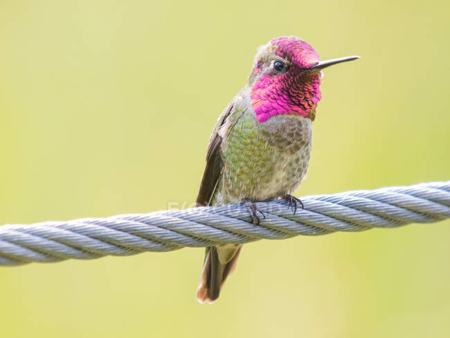 Anna hummingbird sitting on cable — Stock Photo