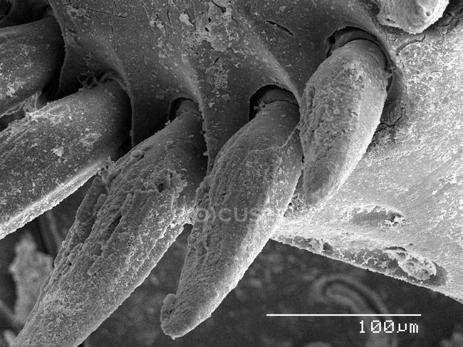 Spine di coscia di scarabeo con regola in scala — Foto stock
