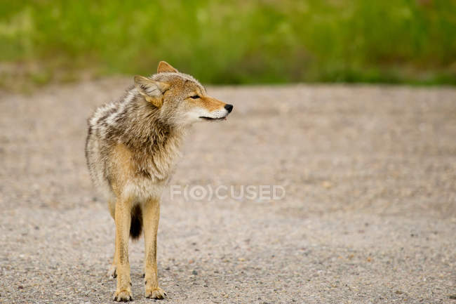 Coyote in piedi sulla sabbia — Foto stock