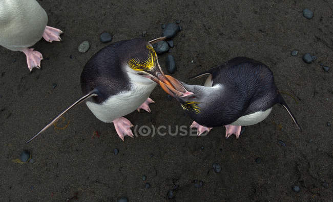 Pinguini reali che condividono cibo — Foto stock