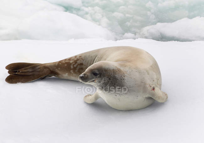 Крабовый тюлень, лежащий на льдине — стоковое фото