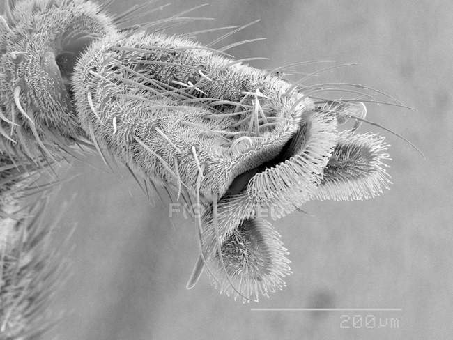 Piede lovebug con regola in scala — Foto stock