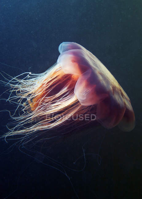 Левова грива медуза, що плаває під водою — стокове фото