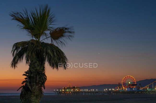 Palm tree on beach at sunset — Stock Photo