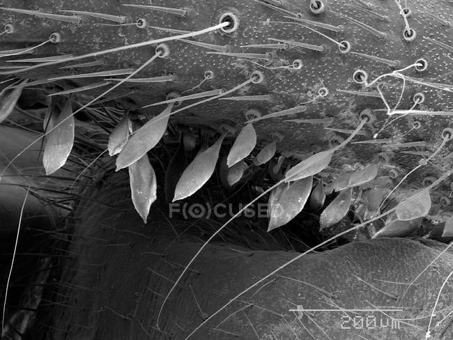 Scales on cave cricket with scaled rule — Stock Photo