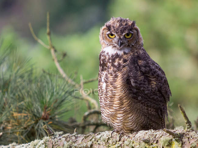 Great horned owl sitting on branch — Stock Photo