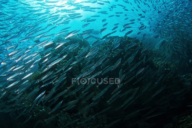 Barracuda à queue jaune haut-fond flottant — Photo de stock