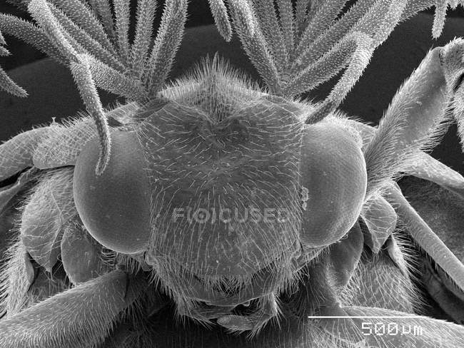 Glowworm beetle head with scaled rule — Stock Photo