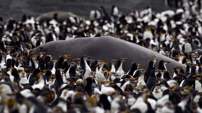 Королівські пінгвіни, що оточують морський слон — стокове фото