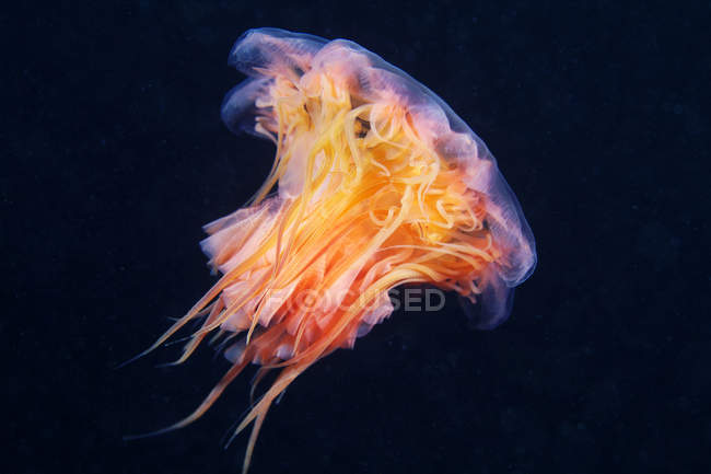 Floating lion mane jellyfish — Stock Photo