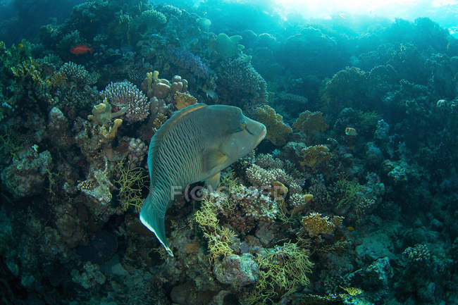 Jorobado wrasse flotando en los arrecifes - foto de stock