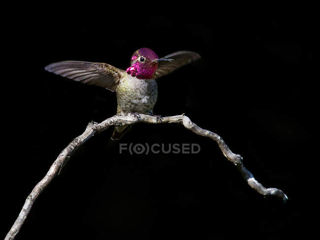 Anna colibri assis sur brindille — Photo de stock