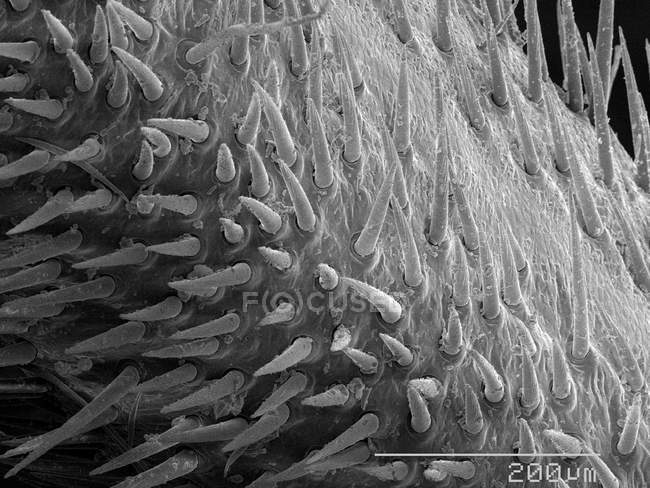 Шипы на ноге цикады с масштабированным правилом — стоковое фото