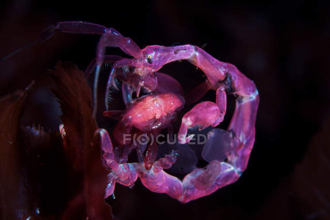 Caprella septentrionalis shrimps on black — Stock Photo