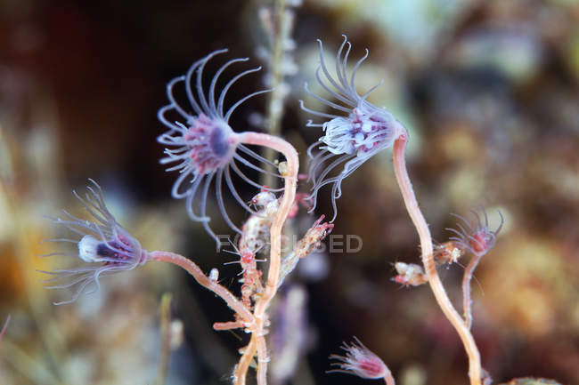 Ectopleura laringe animali marini — Foto stock