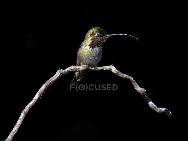 Anna colibri assis sur brindille — Photo de stock