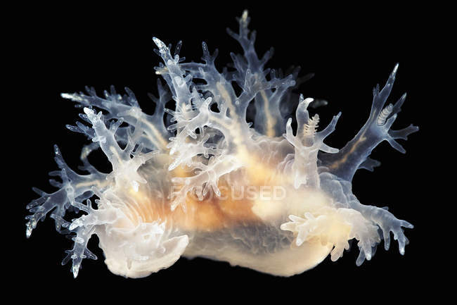 Limace de mer Dendronotus frondosus sur fond noir — Photo de stock
