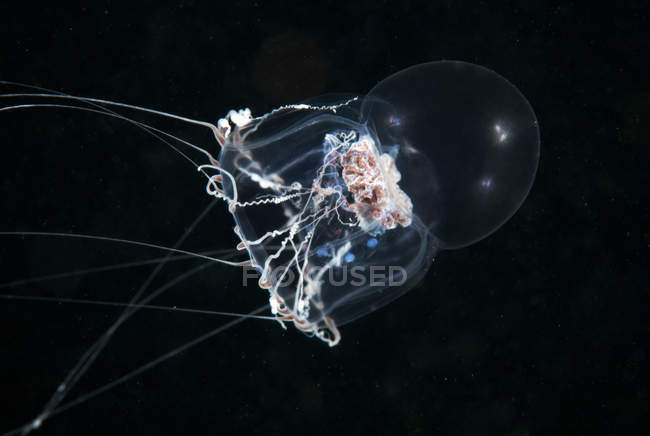 Medusas de Halitholus bajo el agua - foto de stock