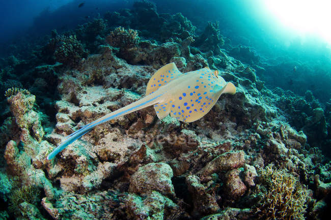 Floating bluespotted ribbontail ray — Stock Photo