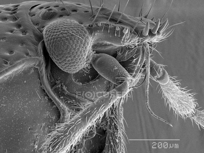 Testa di insetto con regola in scala — Foto stock