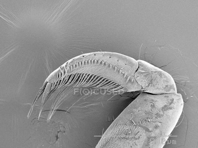 Leg of water boatman with scaled rule — Stock Photo