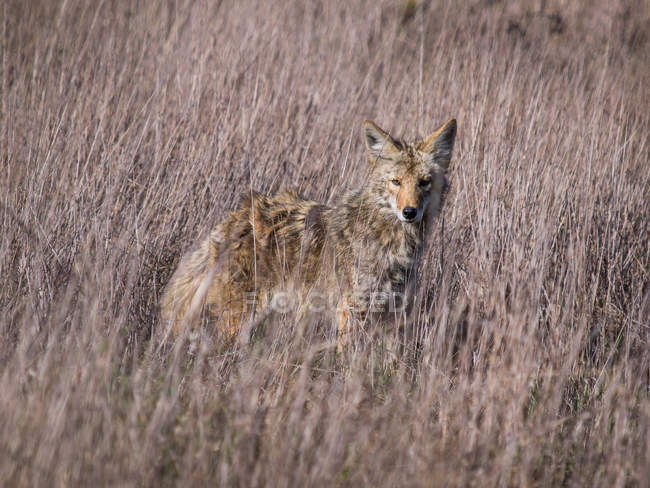 Wild coyote standing in field — Stock Photo