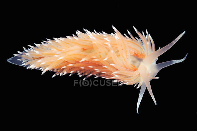Meeresschnecke Coryphella polaris — Stockfoto
