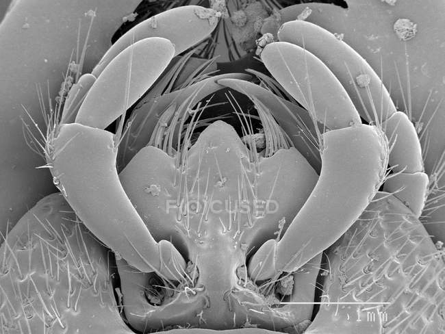 Vista magnificada de las partes de la boca del escarabajo - foto de stock