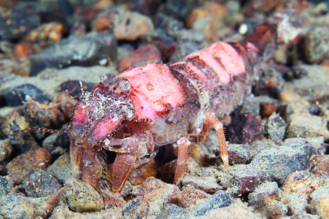 Sclerocrangon boreas shrimp on ocean bottom — Stock Photo