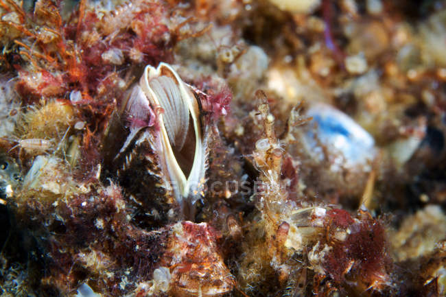 Balanus barnacle on ocean bottom — Stock Photo